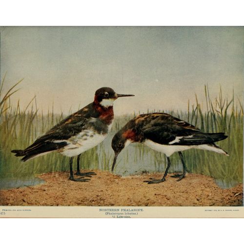 Birds And Nature Poster The Birds And Nature Poster showcases a variety of stunning wildlife and scenic views. This high-quality