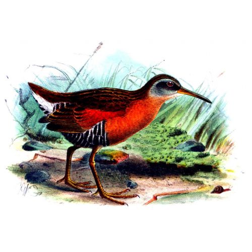 Yelvegiller Keulemans Posteri Yelvegiller Keulemans Posteri