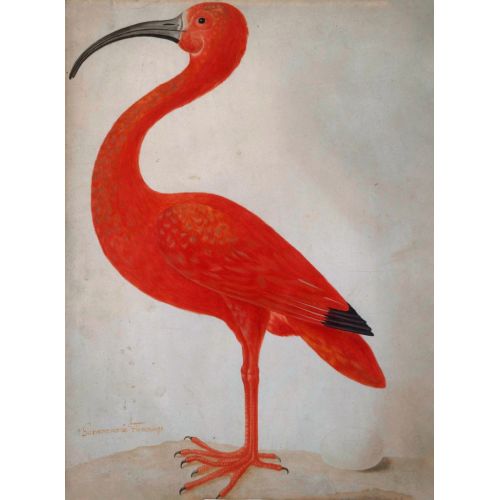 Scarlet Ibis Poster Scarlet Ibis Poster