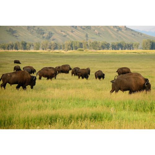 Bison Herd Poster Bison Herd Poster
