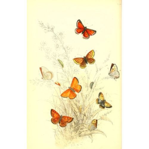The Genera And Species Of British Butterflies Poster 2 Poster The Genera And Species Of British Butterflies Poster 2 Poster
