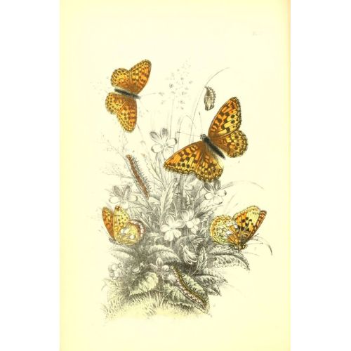 The Genera And Species Of British Butterflies Poster 3 Poster The Genera And Species Of British Butterflies Poster 3 Poster