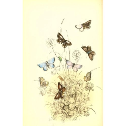 The Genera And Species Of British Butterflies Poster 5 Poster The Genera And Species Of British Butterflies Poster 5 Poster