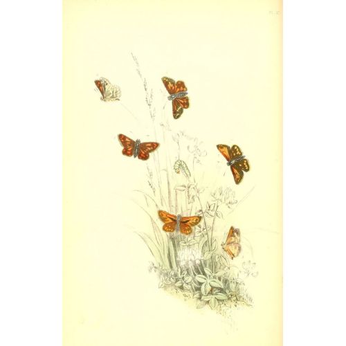 The Genera And Species Of British Butterflies Poster 6 Poster The Genera And Species Of British Butterflies Poster 6 Poster