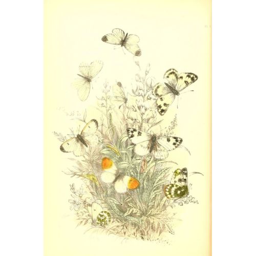 The Genera And Species Of British Butterflies Poster 7 Poster The Genera And Species Of British Butterflies Poster 7 Poster