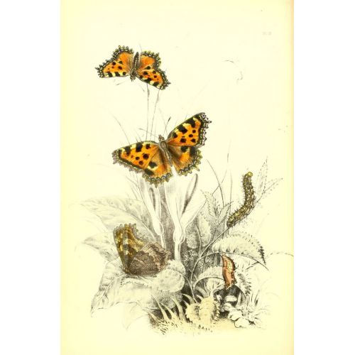 The Genera And Species Of British Butterflies Poster 1 Poster The Genera And Species Of British Butterflies Poster 1 Poster