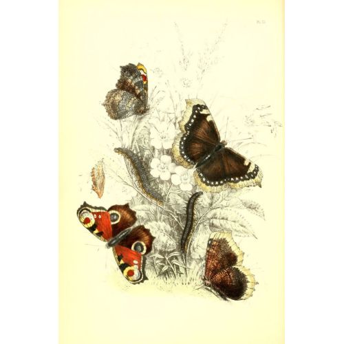 The Genera And Species Of British Butterflies Poster 4 Poster The Genera And Species Of British Butterflies Poster 4 Poster