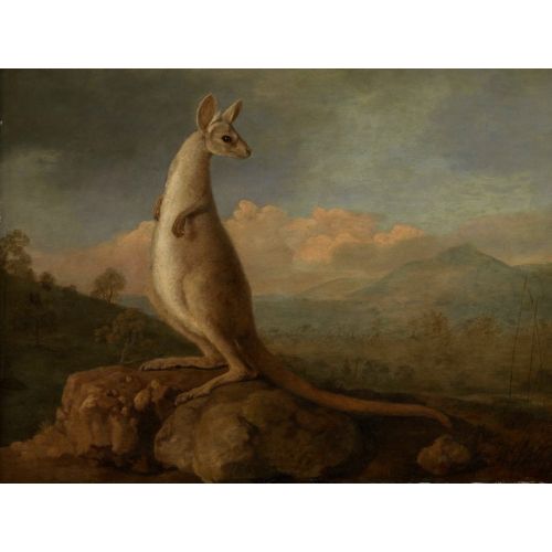 The Kongouro George Stubbs Posteri The Kongouro George Stubbs Posteri
