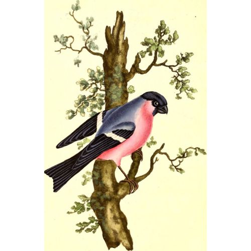 The Natural History Of British Birds Poster 2 Poster The Natural History Of British Birds Poster 2 Poster