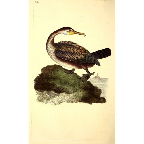 The Natural History Of British Birds Poster 3 Poster The Natural History Of British Birds Poster 3 Poster