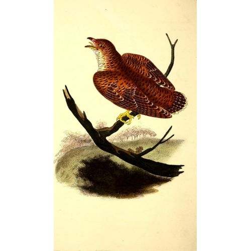 The Natural History Of British Birds Poster 5 Poster The Natural History Of British Birds Poster 5 Poster