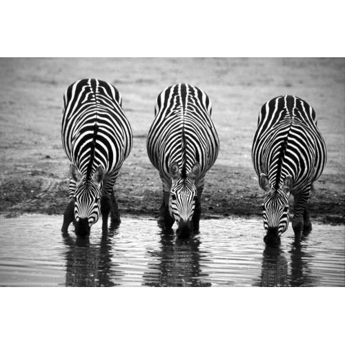 Üç Zebra Posteri Üç Zebra Posteri