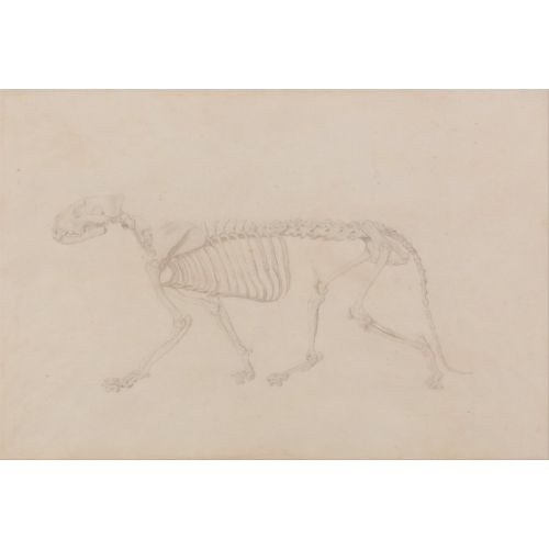 Tiger Skeleton Poster 2 Poster Tiger Skeleton Poster 2 Poster