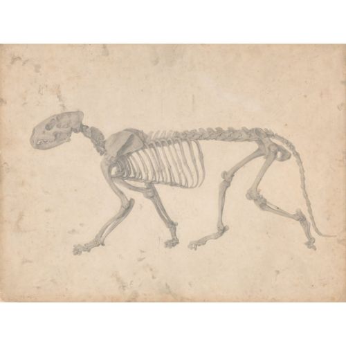 Tiger Skeleton Poster Tiger Skeleton Poster
