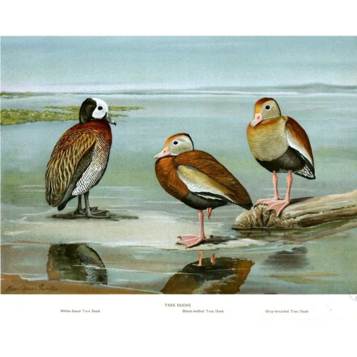 Tree Ducks Poster Tree Ducks Poster