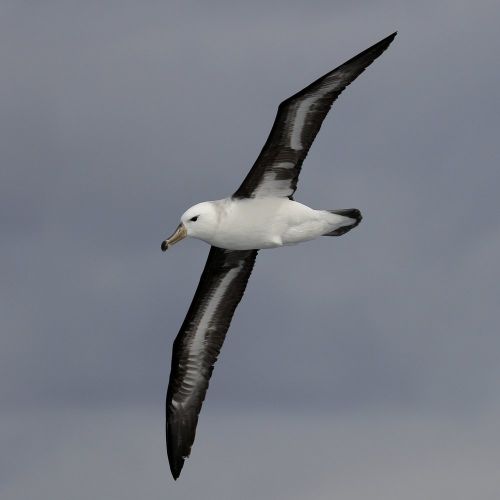 Black-Browed Albatross Poster Black-Browed Albatross Poster