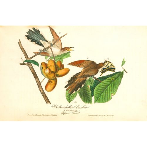 Yellow Billed Cuckoo Poster Yellow Billed Cuckoo Poster