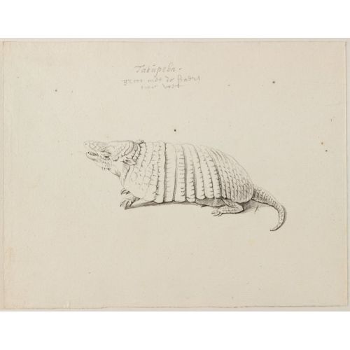 Altı Bantlı Armadillo Posteri Altı Bantlı Armadillo Posteri
