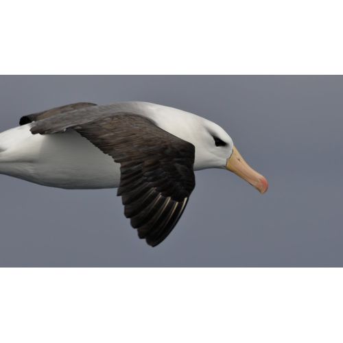 Black-Browed Albatross Poster Black-Browed Albatross Poster