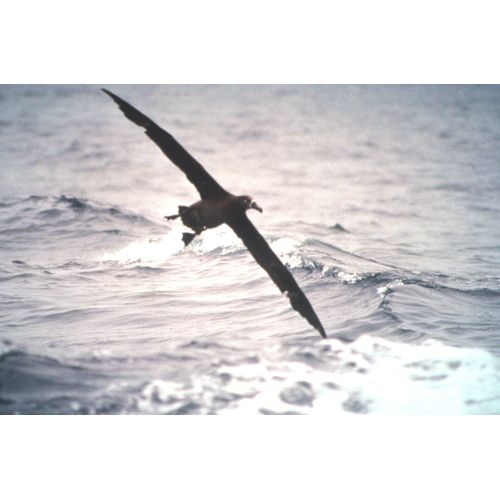 Black - Footed Albatross Poster Black - Footed Albatross Poster