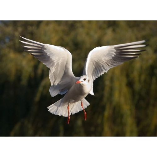 Black - Headed Gull Poster Black - Headed Gull Poster