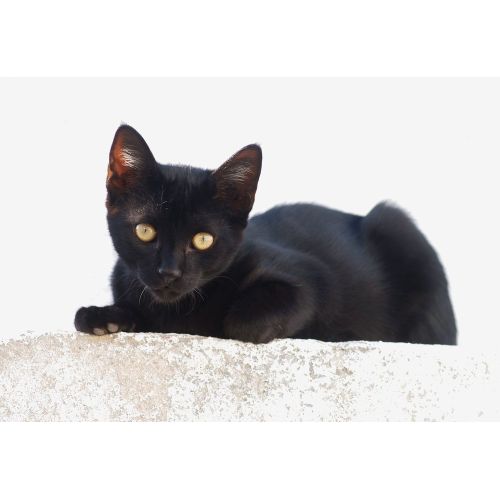 Siyah Kedi Yavrusu Posteri Siyah Kedi Yavrusu Posteri