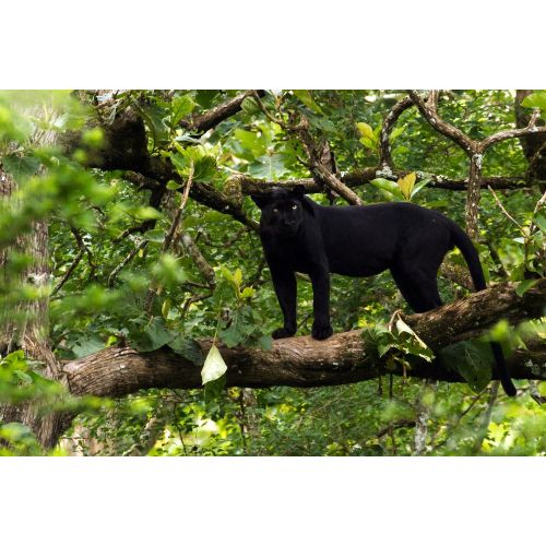 Black Panther Poster Black Panther Poster