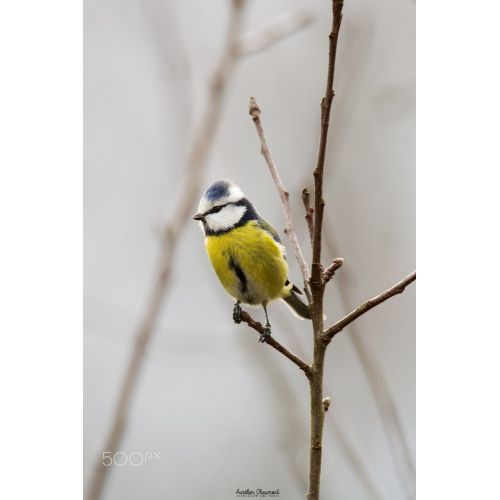 Blue Tit Poster The Blue Tit Poster depicts a colorful and vibrant image of the blue tit bird. This stunning poster is available