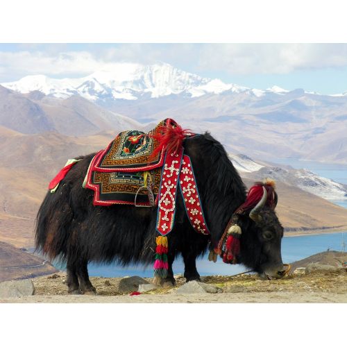 Tibet Sığırı Posteri Tibet Sığırı Posteri