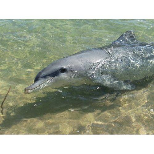Yunus Tursiops Posteri Yunus Tursiops Posteri