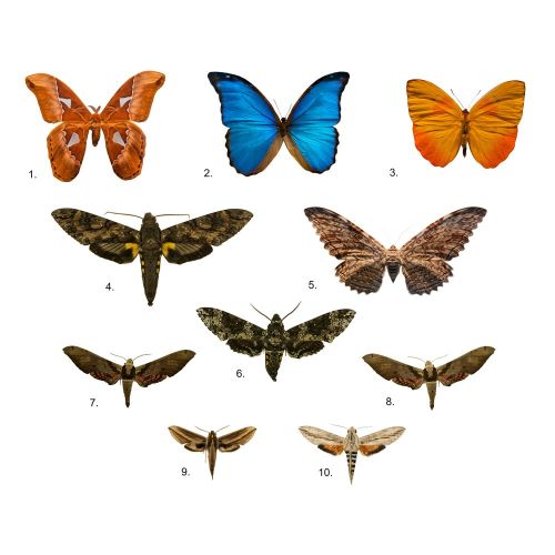 Brazilian Butterfly Poster Brazilian Butterfly Poster