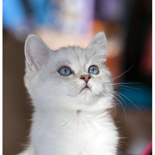 Kedi Yavrusu Posteri Kedi Yavrusu Posteri