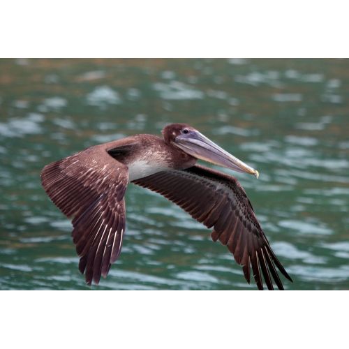 Brown Pelican Poster Brown Pelican Poster