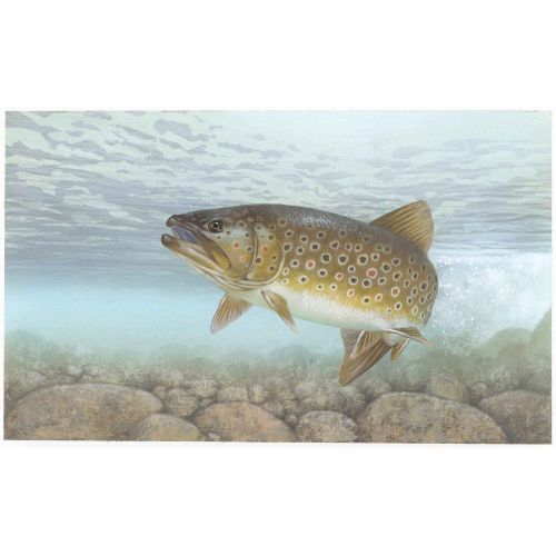 Brown Trout Poster Brown Trout Poster