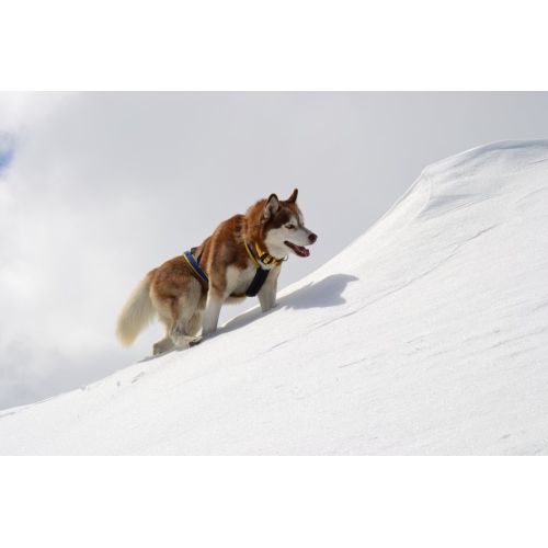 Brown - White Husky Poster