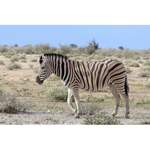 Burchell'in Zebrası Posteri Burchell'in Zebrası Posteri
