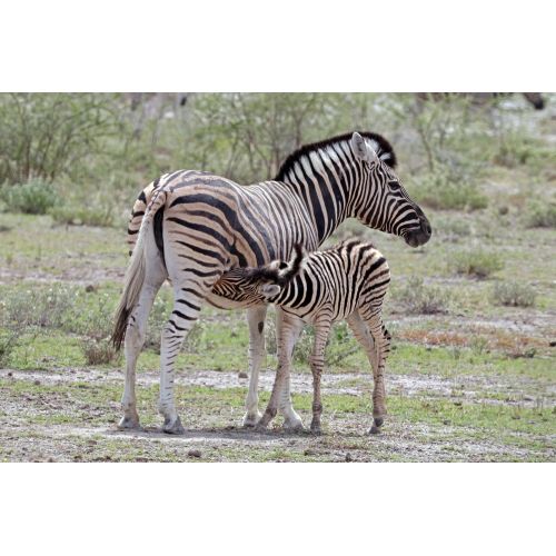 Burchell'in Zebrası Posteri Burchell'in Zebrası Posteri