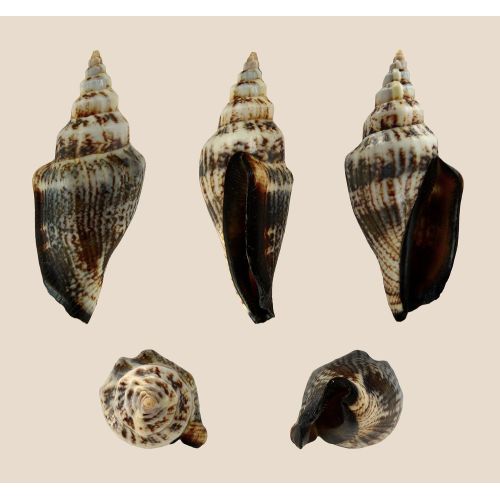 Sea Shell Canarium Urceus Poster