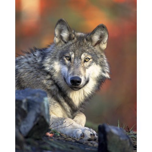 Wolves Poster