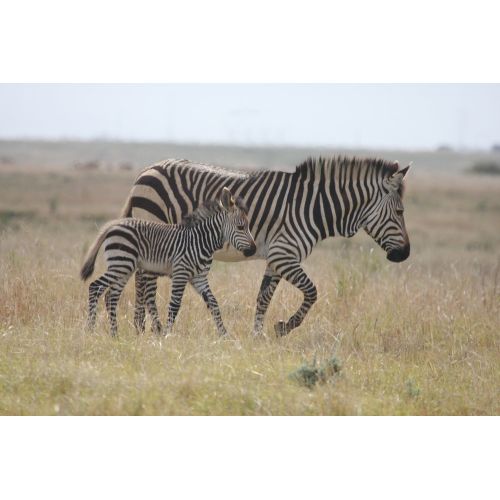 Zebra Posteri Zebra Posteri