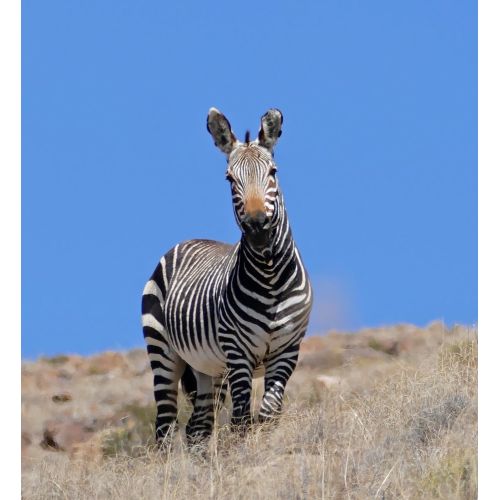 Zebra Posteri Zebra Posteri