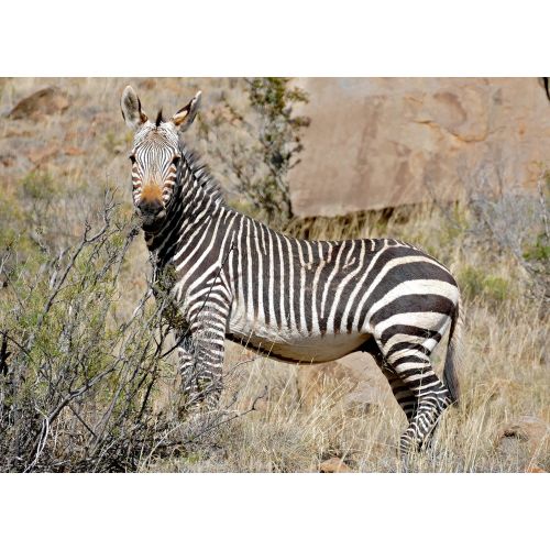 Zebra Posteri Zebra Posteri