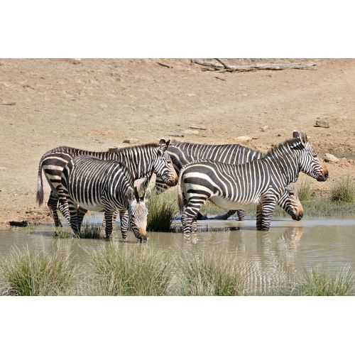 Zebra Posteri Zebra Posteri