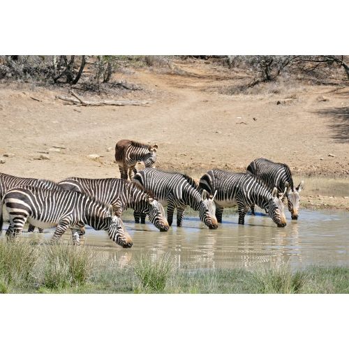 Zebra Posteri Zebra Posteri