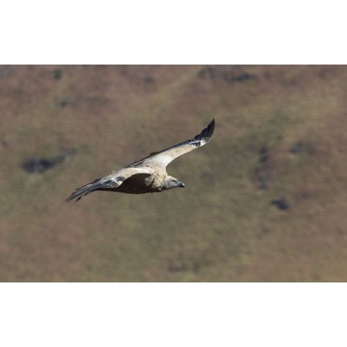 Cape Vulture Poster Cape Vulture Poster