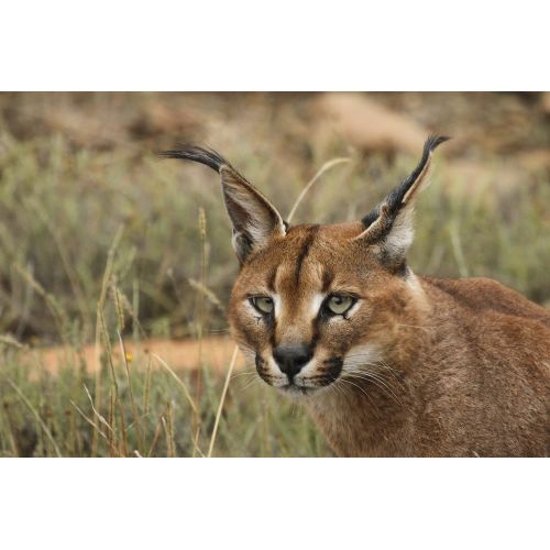 Caracal Poster Caracal Poster