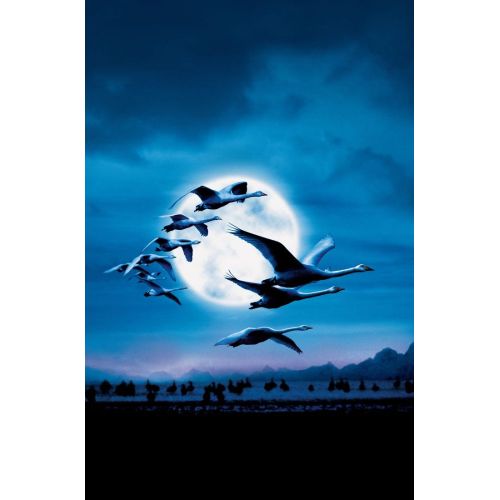 Winged Migration, Le Peuple Migrateur Documentary Poster 2 Winged Migration, Le Peuple Migrateur Documentary Poster 2