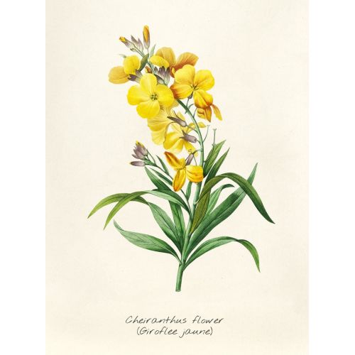 Wallflower Poster Wallflower Poster