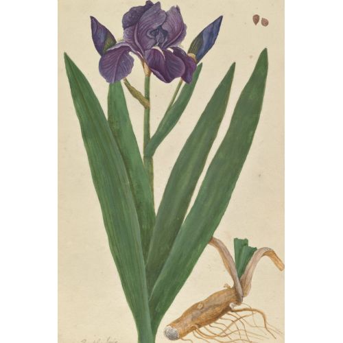 Purple Lily Poster