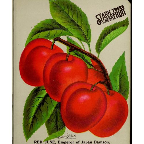 Japon Damson Eriği Posteri Japon Damson Eriği Posteri